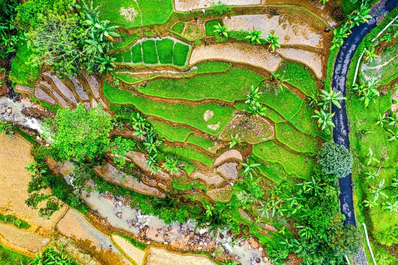 a bird's eye view of a rice field, by Daniel Lieske, pexels, sumatraism, moss landscape, thumbnail, landslides, highly ornate