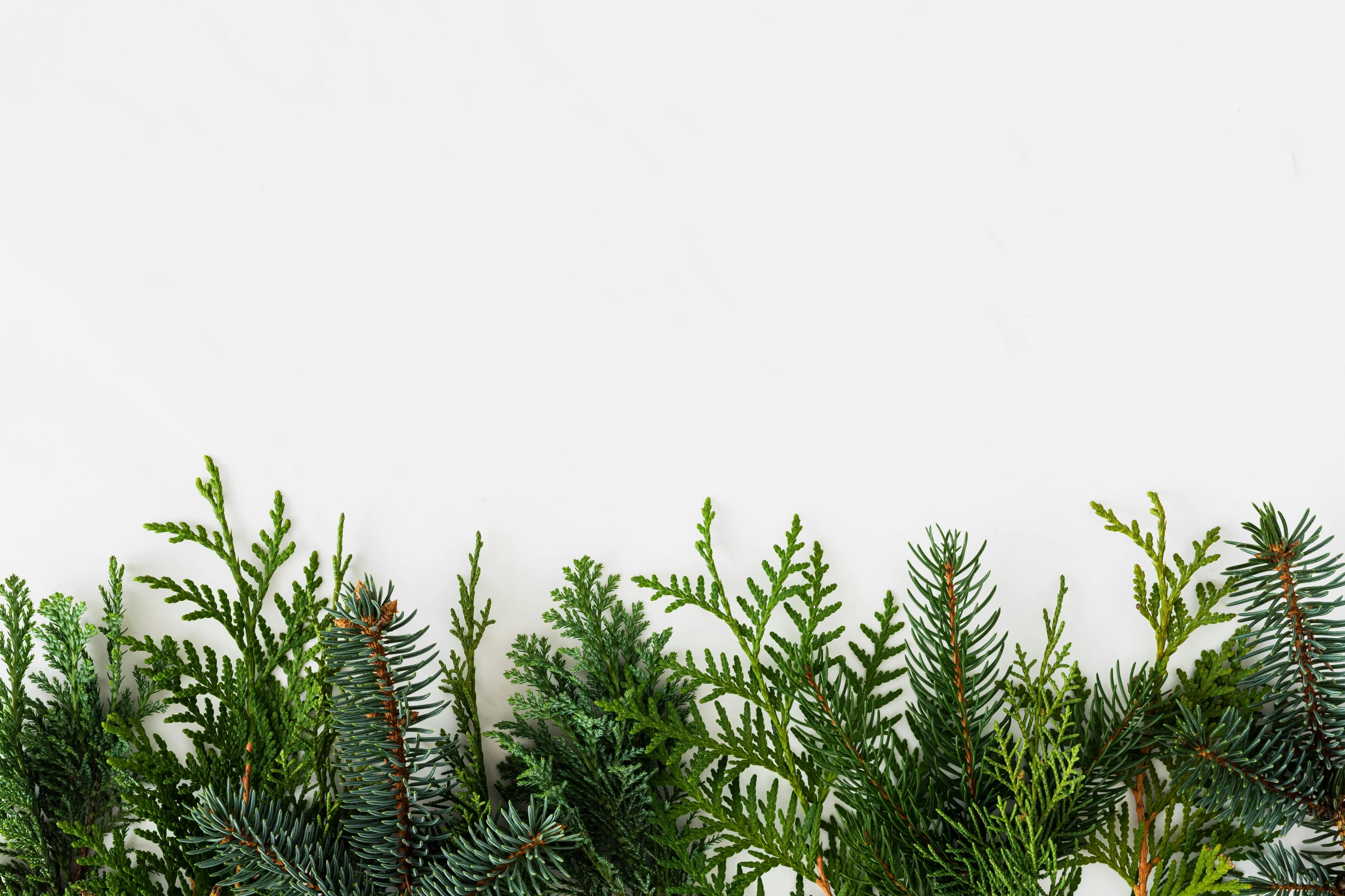 a row of evergreen branches against a white background, by Carey Morris, trending on pexels, celebration, background image, seasonal, panels