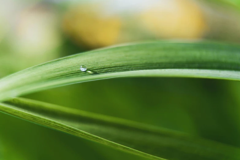 a ladybug sitting on top of a green leaf, a macro photograph, unsplash, reeds, paul barson, drops, muted green