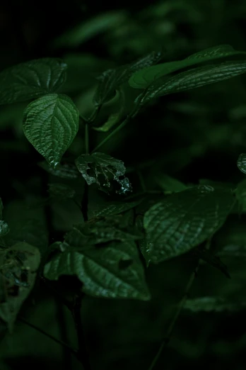 a close up of a plant with green leaves, an album cover, inspired by Elsa Bleda, unsplash, photorealism, dark forest at night, plant predator, ayahuasca, ominous creature hiding detailed