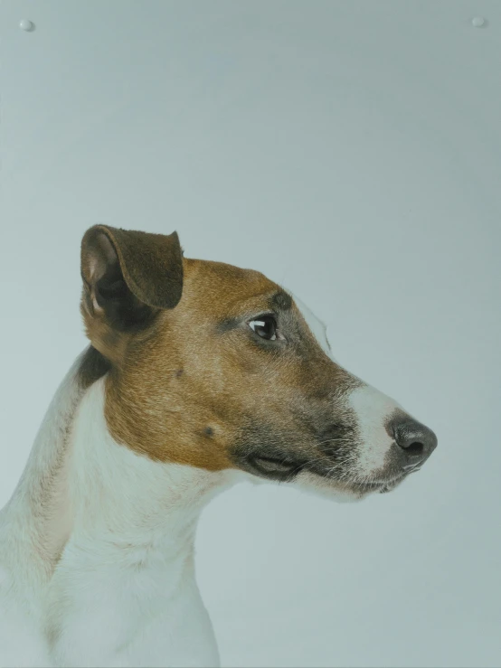 a close up of a dog on a white background, a photorealistic painting, inspired by Elke Vogelsang, trending on pexels, ignant, jack russel terrier, side profile artwork, a high angle shot