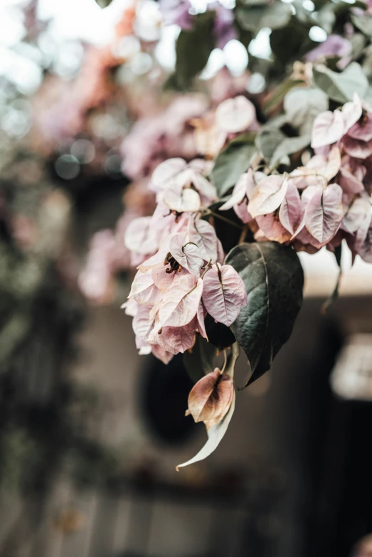 a bunch of pink flowers hanging from a tree, a colorized photo, trending on unsplash, dried leaves, eucalyptus, aged, over the shoulder