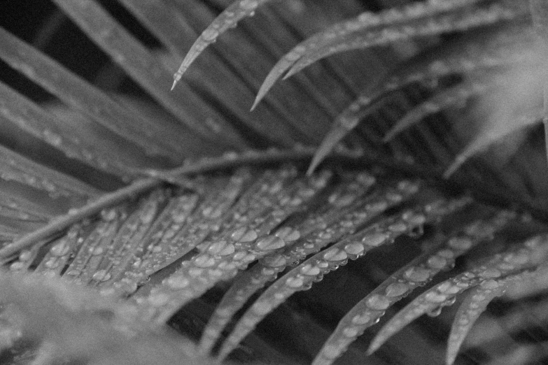 a close up of a plant with water droplets on it, by Andrée Ruellan, greyscale, palm, by greg rutkowski, closeup - view