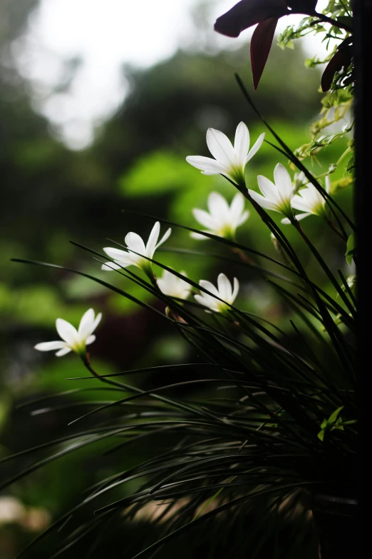 a group of white flowers sitting on top of a lush green field, by Elizabeth Durack, hurufiyya, indonesia, dimly - lit, in the deep forest, soft window light