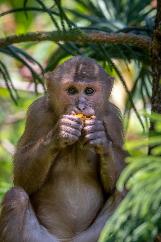 a monkey sitting in a tree eating something, by Jan Tengnagel, shutterstock, sumatraism, 🐿🍸🍋, in the center of the image, a blond, festivals