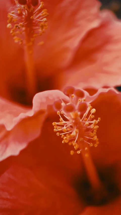 a close up of a red hibise flower, a macro photograph, unsplash, filmstill, medium format. soft light, detailed screenshot, hawaii