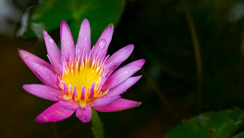 a purple flower with yellow center surrounded by green leaves, by Reuben Tam, unsplash, hurufiyya, nymphaea, laos, pink, shot on sony a 7