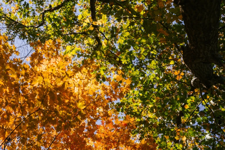 a couple of trees that are next to each other, pexels, yellows and reddish black, view from bottom, leaves trap, various colors