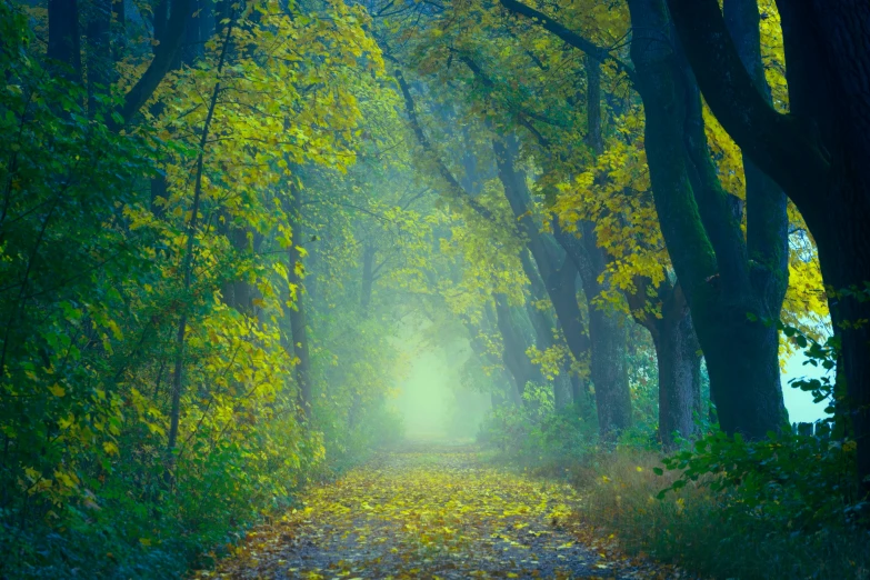 a forest filled with lots of trees covered in yellow leaves, an album cover, by Eglon van der Neer, pexels, romanticism, light green mist, blossoming path to heaven, glowing green, green ambient light