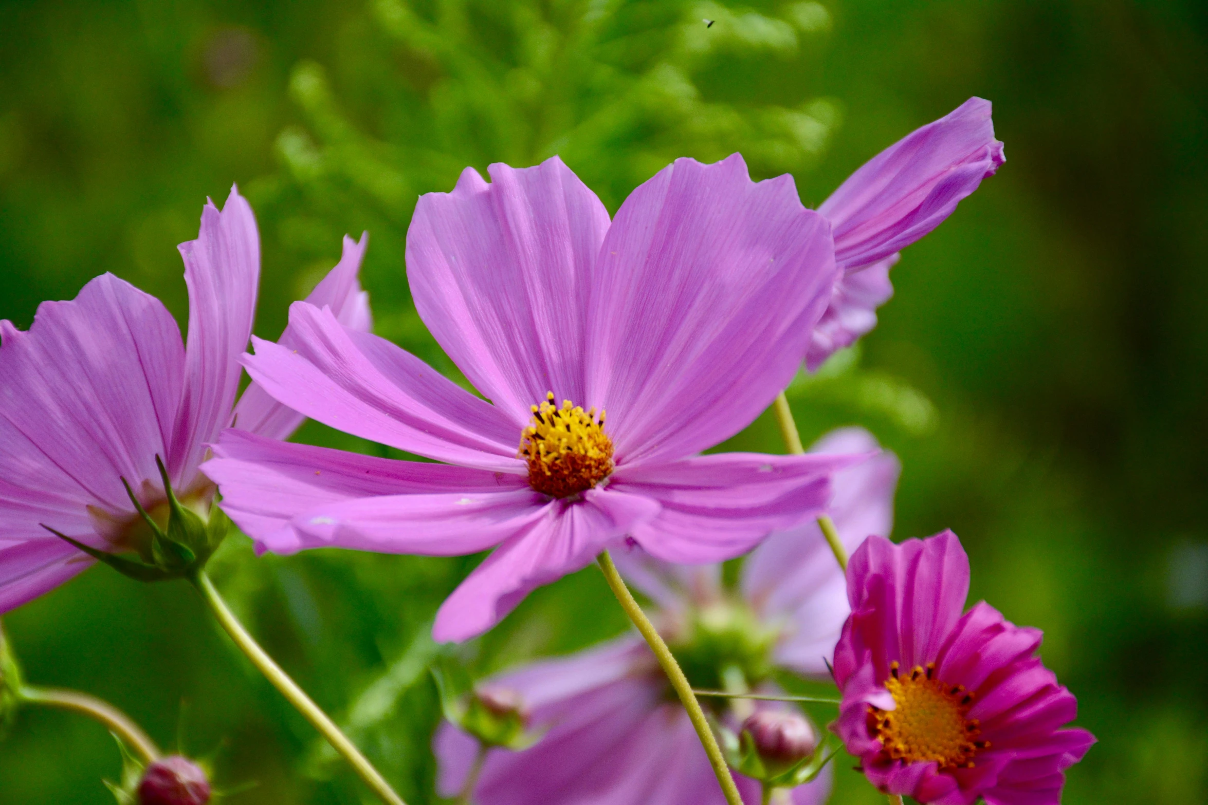 a group of purple flowers sitting on top of a lush green field, miniature cosmos, photograph