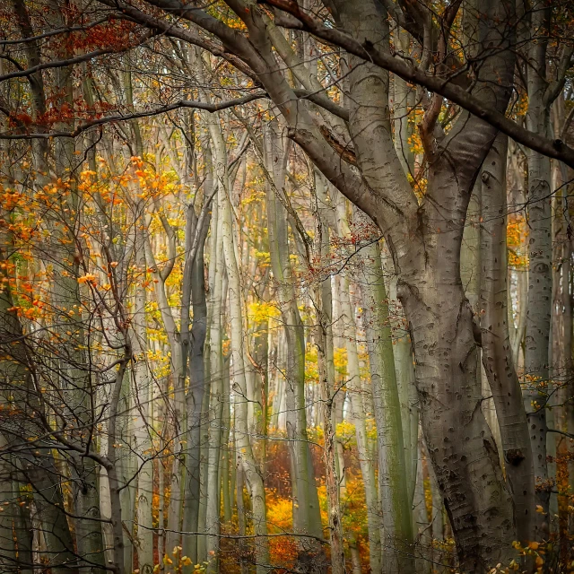 a forest filled with lots of tall trees, by Koloman Sokol, pexels contest winner, baroque, gray and orange colours, sycamore, closeup!!!!!!, scene inside forest