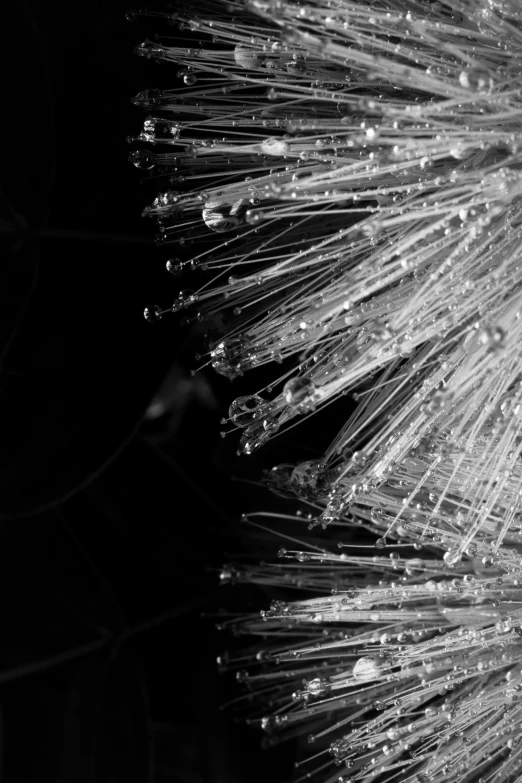 a close up of a flower with water droplets on it, a microscopic photo, inspired by Otto Piene, unsplash, abstract expressionism, black wired cables, colorless, spiky, cave crystals