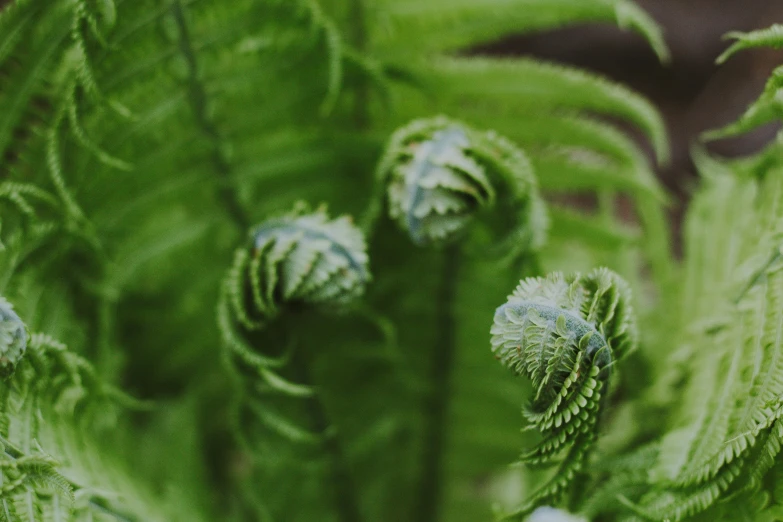 a close up of a plant with green leaves, psychedelic fern, flower buds, alessio albi, fan favorite