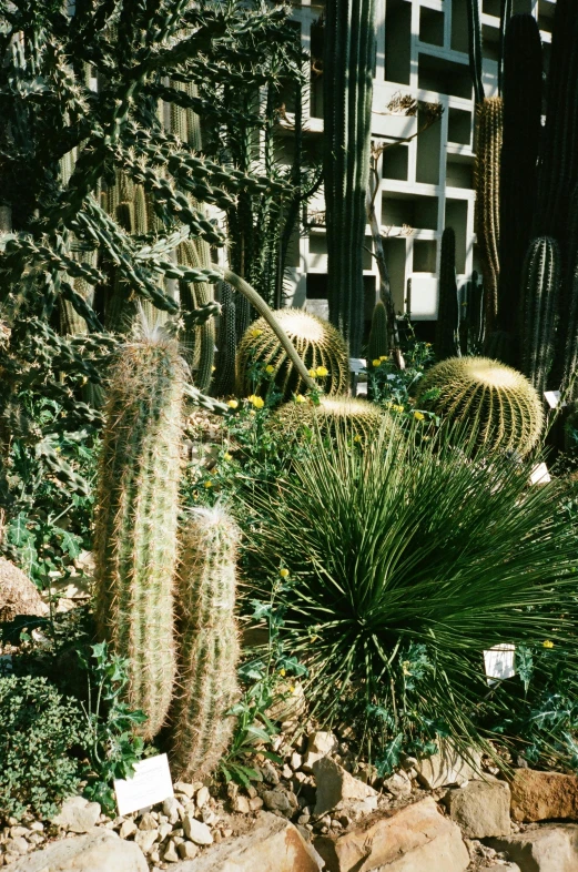 a group of cactus plants in a rock garden, inspired by Thomas Struth, glass domes, photo taken on fujifilm superia, made of cactus spines, 1996)