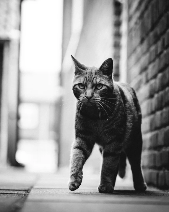 a black and white photo of a cat walking on a sidewalk, by Daniel Gelon, unsplash, scowling, brick, cat warrior, photo of a cat