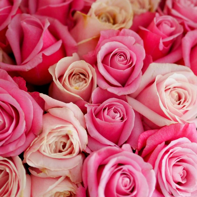 a close up of a bunch of pink roses, by Kristin Nelson, pexels, mix, different sizes, 🎀 🗡 🍓 🧚, istockphoto