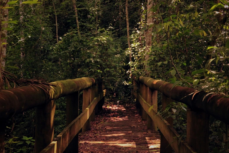 a wooden bridge in the middle of a forest, an album cover, inspired by Elsa Bleda, unsplash, renaissance, colombian jungle, brown, instagram picture, 2 5 6 x 2 5 6 pixels