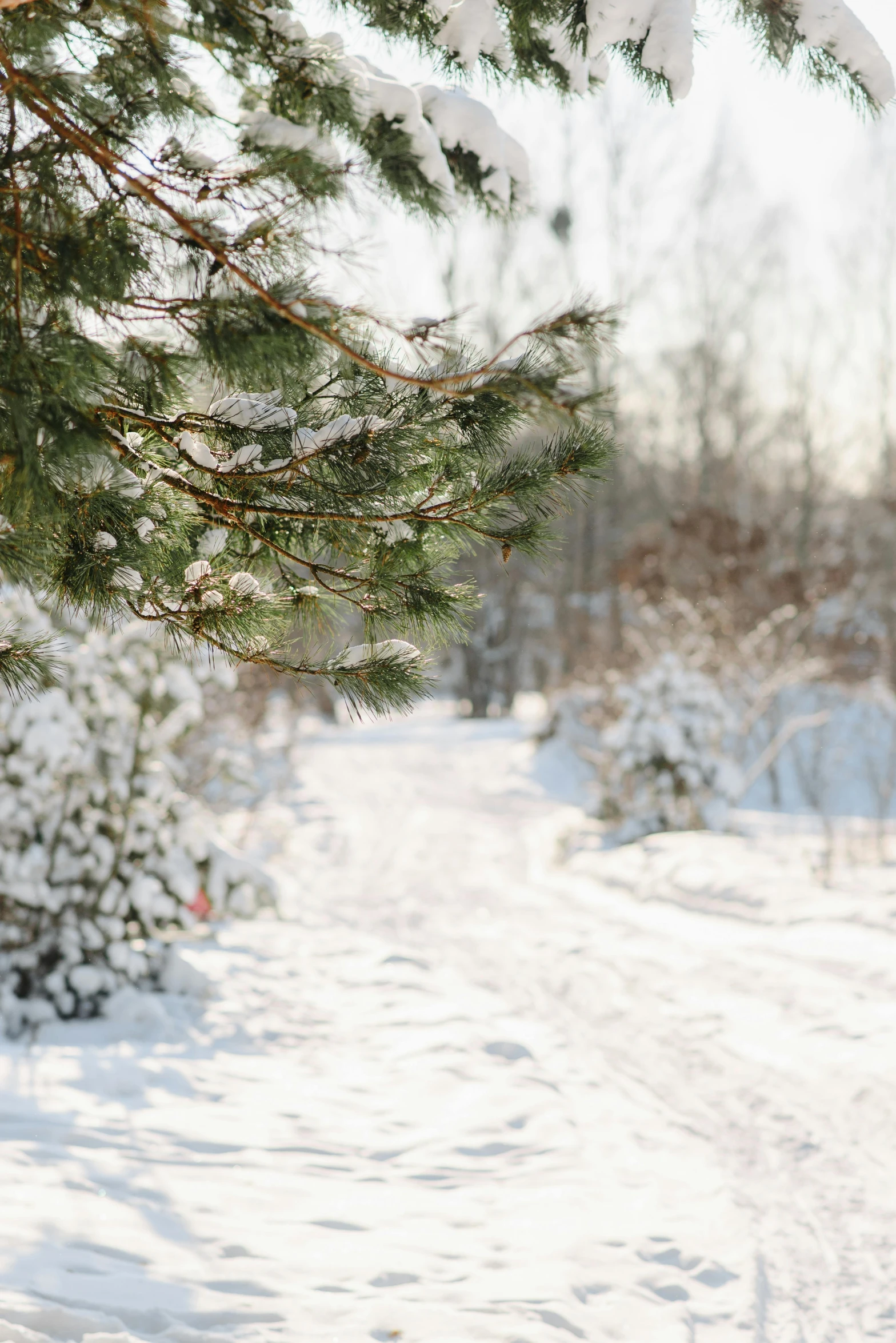 a man riding a snowboard down a snow covered slope, a picture, inspired by Ivan Shishkin, trending on unsplash, botanical garden, bokeh ”, pine tree, pathway