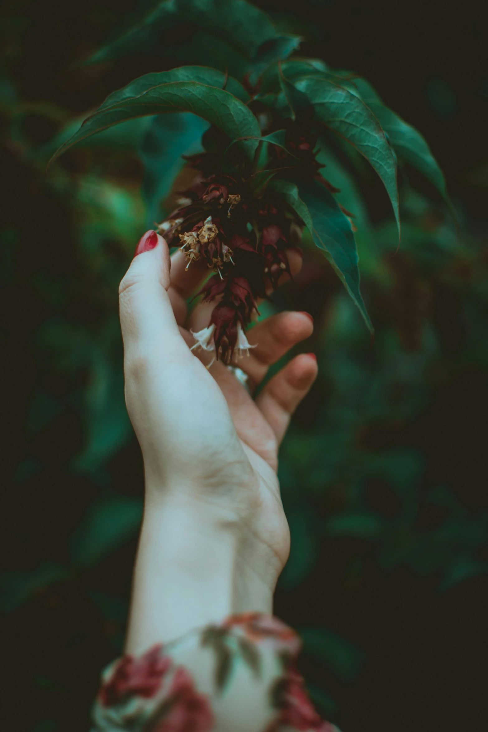 a person holding a plant in their hand, inspired by Elsa Bleda, unsplash, tiny crimson petals falling, poison ivy, raspberry, long fingers