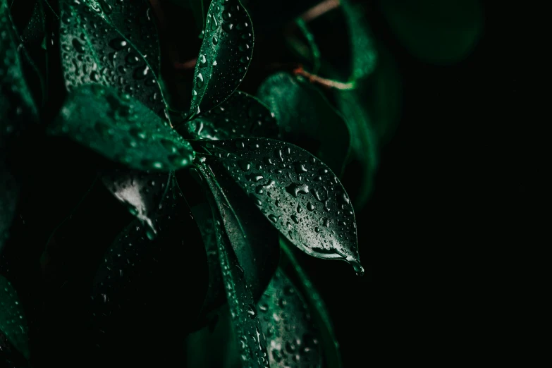 a green plant with water droplets on it, inspired by Elsa Bleda, trending on pexels, dark green, 8k 28mm cinematic photo, 4 k hd wallpapear, ornate dark green clothing
