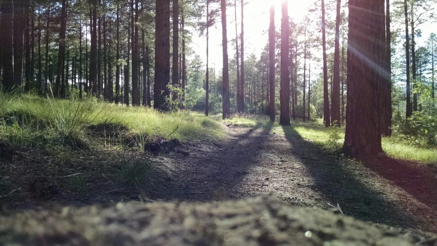 the sun is shining through the trees in the forest, unsplash, land art, ground level camera view, summer evening, ((forest)), paths