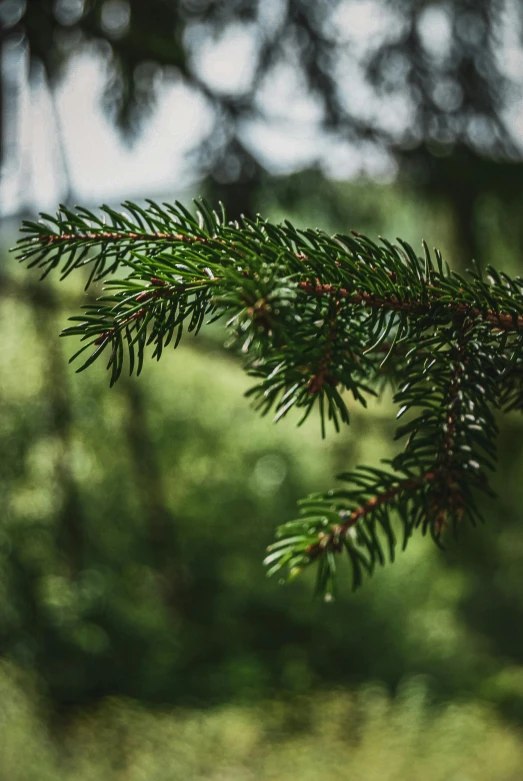 a close up of a branch of a pine tree, by Sebastian Spreng, pexels, at lush forest background, multiple stories, holiday season, paul barson