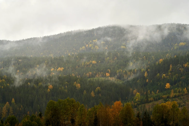 a herd of cattle grazing on top of a lush green hillside, by Harry Haenigsen, pexels contest winner, hurufiyya, withering autumnal forest, under a gray foggy sky, whistler, thumbnail