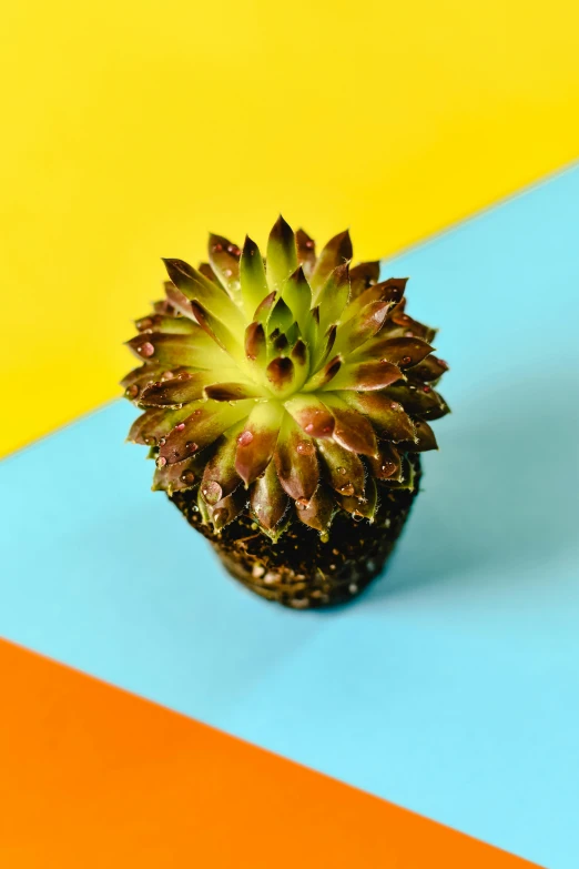 a small plant sitting on top of a colorful surface, yellow spiky hair, looking towards camera, no cropping
