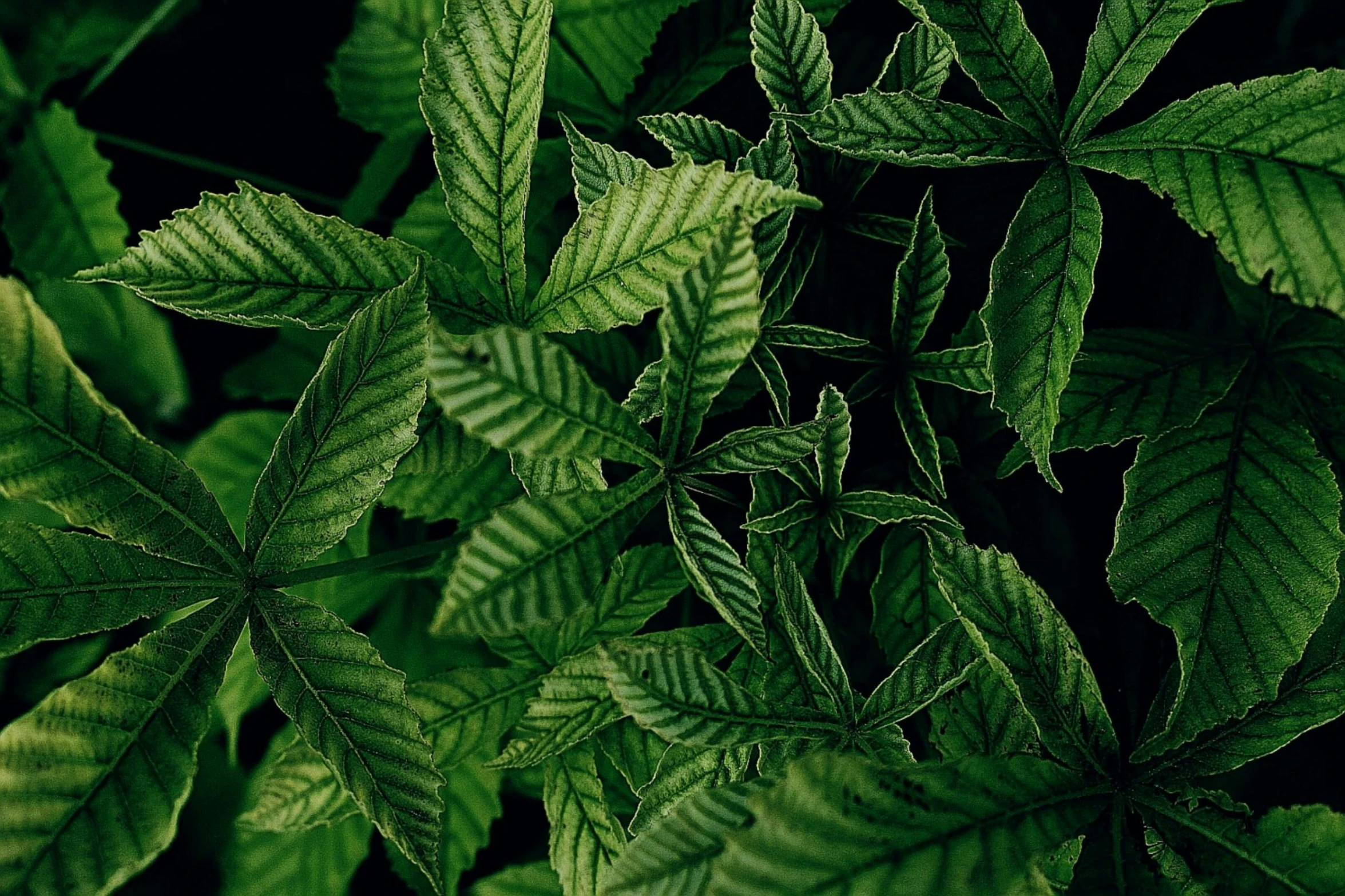 a close up of a bunch of green leaves, an album cover, trending on pexels, cannabis paranoia, high definition screenshot, mint, instagram post