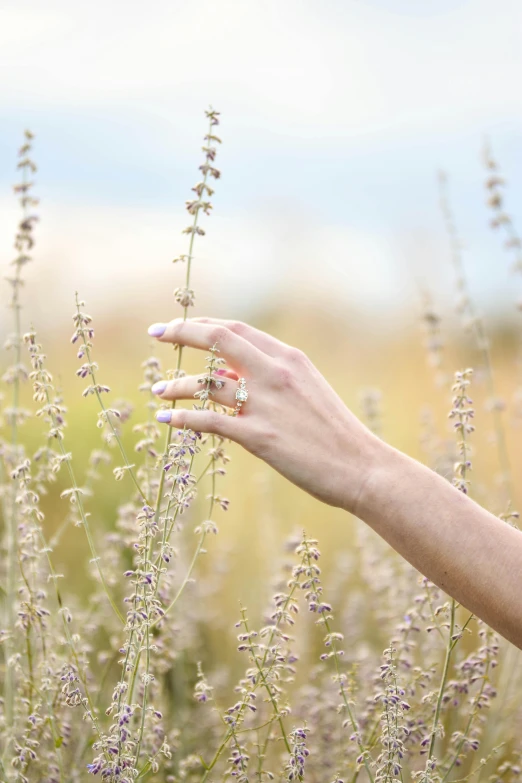 a woman's hand reaching for a flower in a field, photo of a hand jewellery model, sage, medium-shot, rectangle