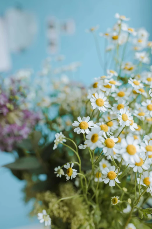 a vase filled with lots of white and yellow flowers, trending on unsplash, relaxed. blue background, chamomile, medium format. soft light, loosely cropped