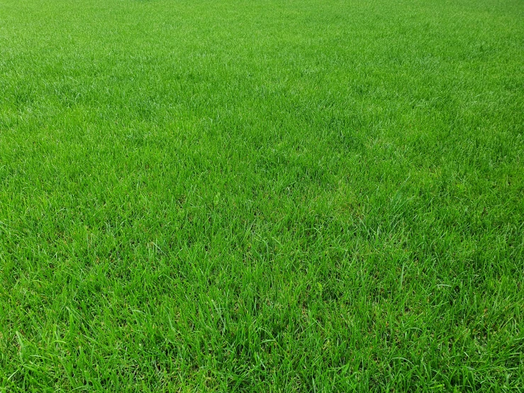 a field of green grass with trees in the background, zoomed out to show entire image, background image, green: 0.5, yard