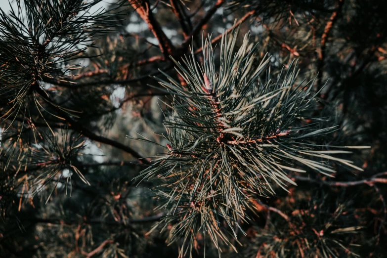 a close up of a pine tree with needles, by Adam Marczyński, unsplash, multiple stories, silver and muted colors, ((trees)), sustainable materials