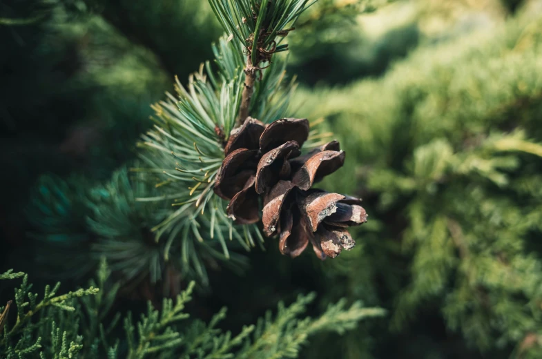 a close up of a pine cone on a tree, by Julia Pishtar, trending on pexels, festive atmosphere, a green, thumbnail, alessio albi