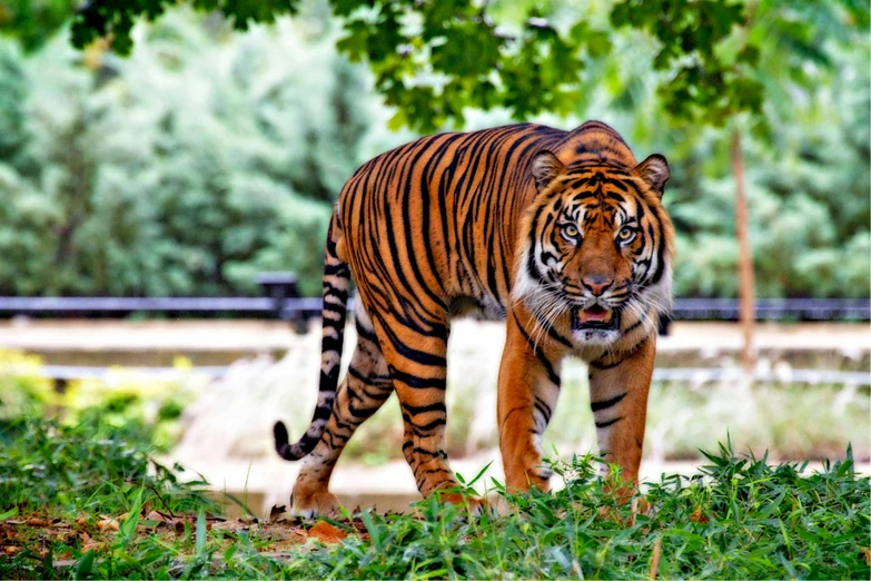 a tiger walking across a lush green field, pexels contest winner, 💋 💄 👠 👗, islamic, striped, new york zoo in the background