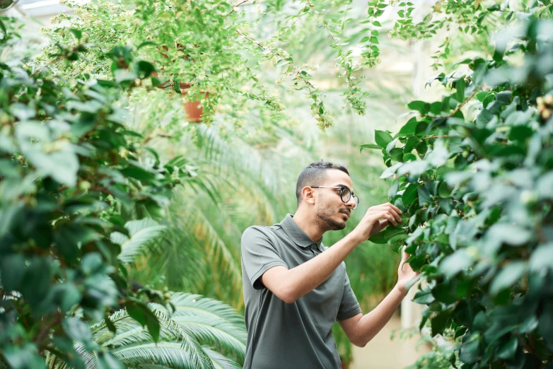 a man picking leaves from a tree in a greenhouse, unsplash, visual art, archways made of lush greenery, avatar image, mohamed chahin, plants in glasses