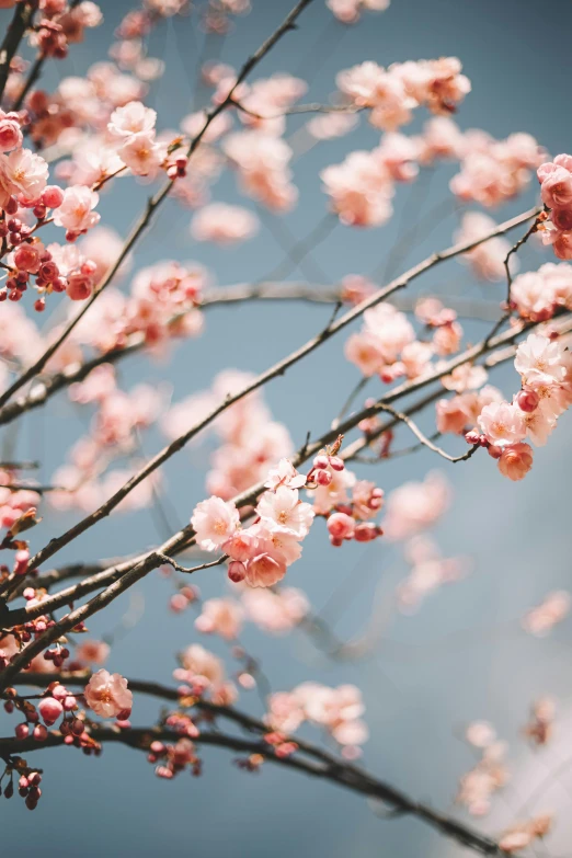 a branch with pink flowers against a blue sky, trending on unsplash, tiny crimson petals falling, fruit trees, with japanese inspiration, grey