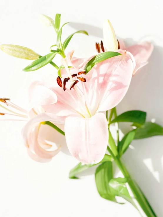 a pink flower sitting on top of a white table