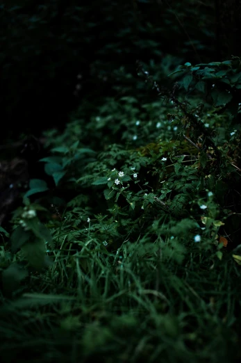 a fire hydrant sitting in the middle of a forest, an album cover, inspired by Elsa Bleda, glowing flowers, just after rain, low-light photograph, ((forest))