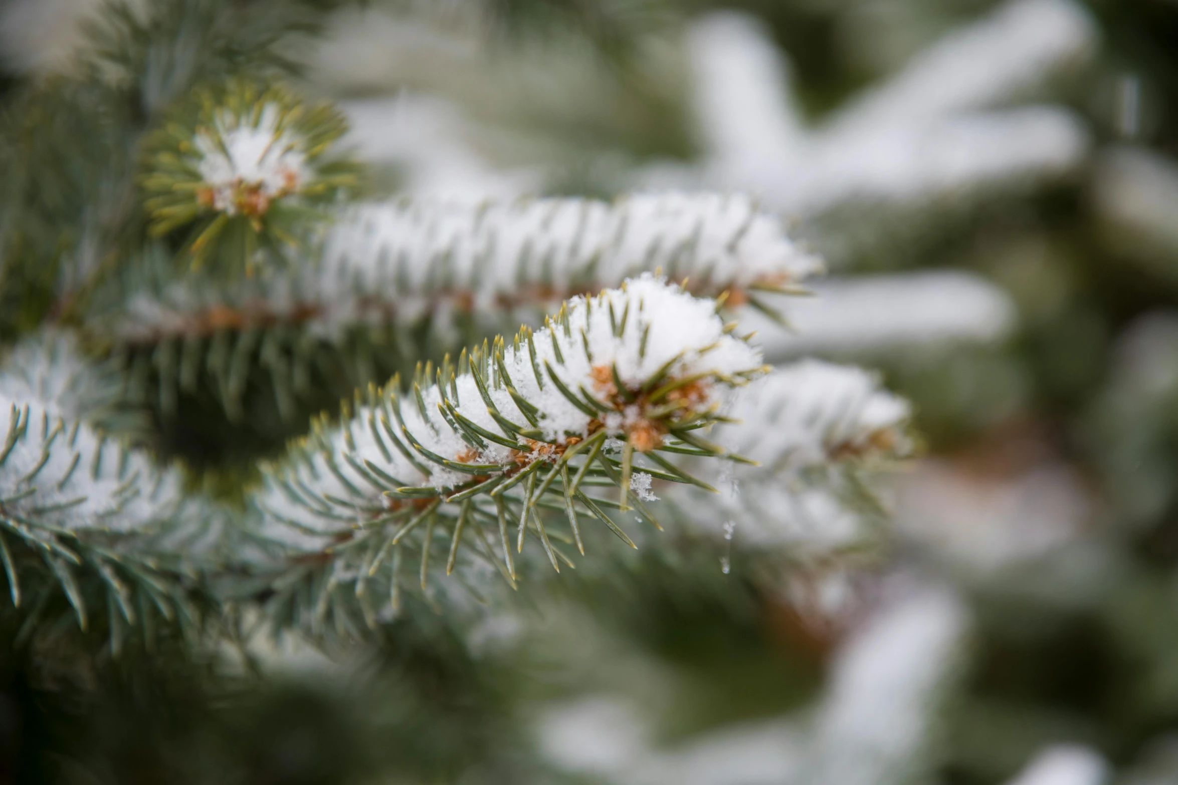 a close up of a pine tree with snow on it, pexels, thumbnail, shot on sony a 7, detailed high resolution, seasonal