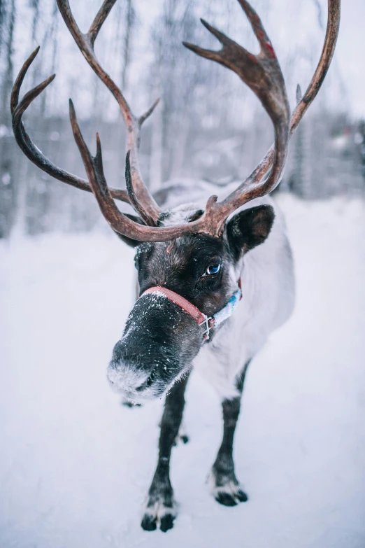 a reindeer that is standing in the snow, pexels contest winner, with a white muzzle, gif, norwegian, multiple stories