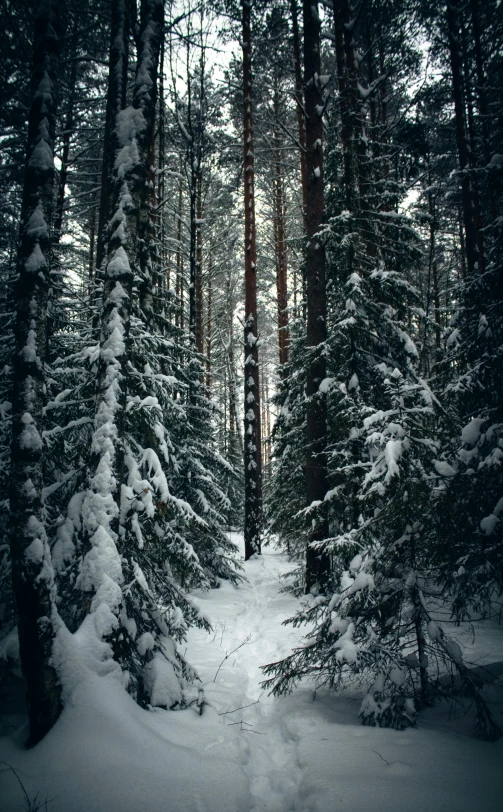 a forest filled with lots of snow covered trees, inspired by Ivan Shishkin, pexels contest winner, portrait of tall, high quality photo, intricate environment - n 9, moody environment