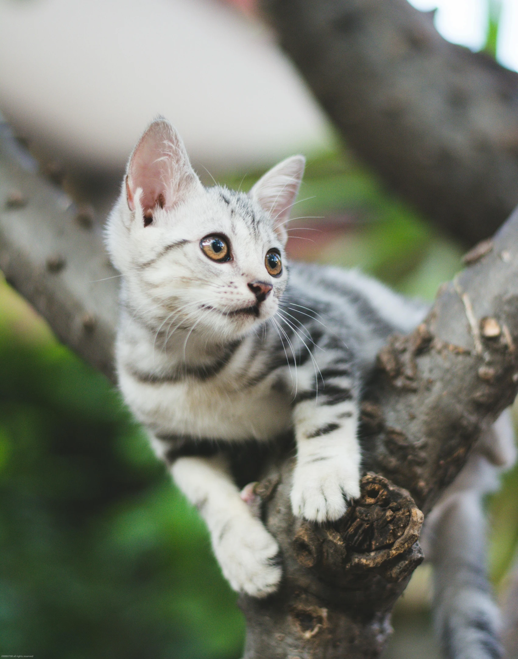 a cat sitting on top of a tree branch, trending on pexels, lgbtq, super adorable, silver haired, spotted