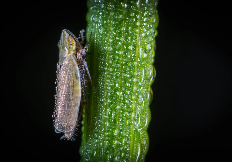 a close up of a leaf with a bug on it, pexels contest winner, renaissance, shot at night with studio lights, wet amphibious skin, medium long shot, plant armour