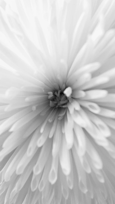 a black and white photo of a flower, a macro photograph, by John Hutton, dreamy soft, chrysanthemum, angelic photograph, soft geometry