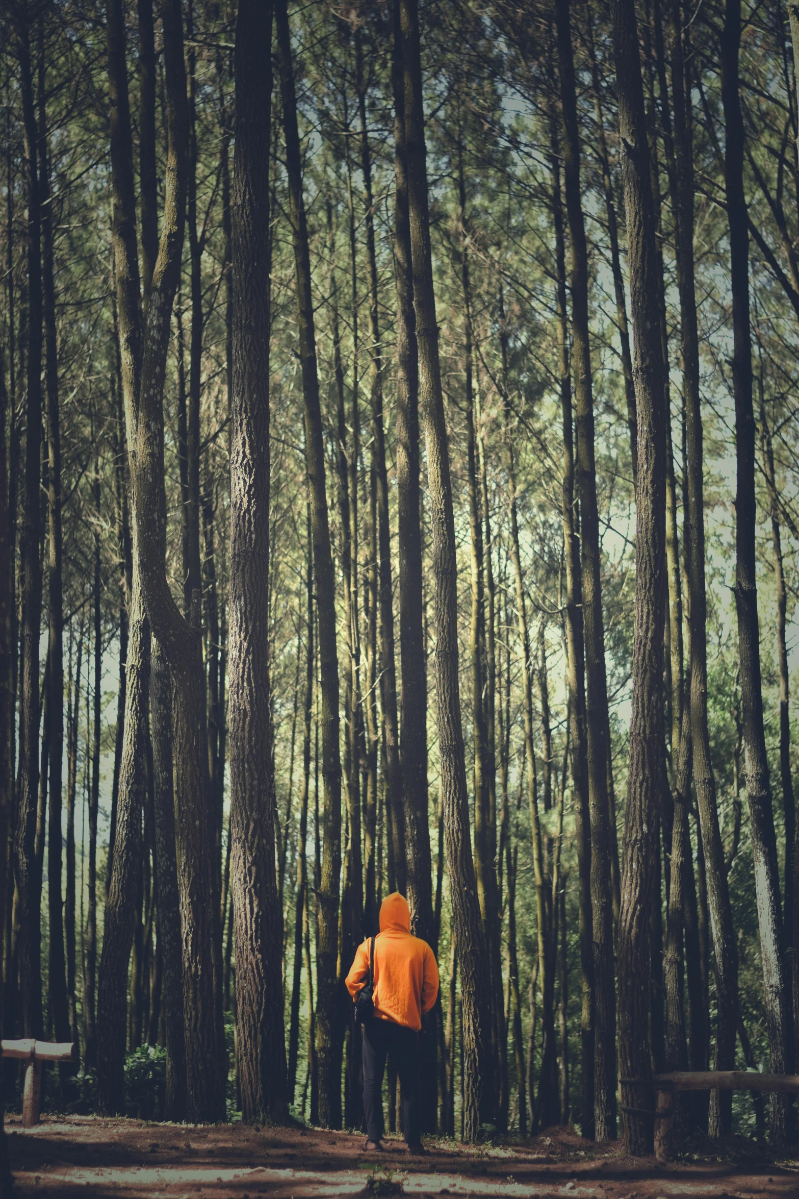 a person standing in the middle of a forest, orange hoodie, multiple stories, ((trees)), wandering