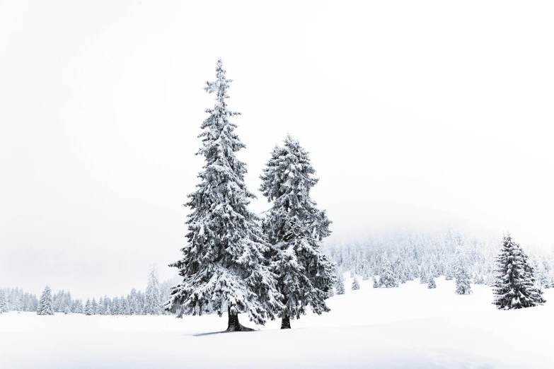 a couple of trees that are in the snow, pexels contest winner, minimalism, black fir, silver，ivory, tradition, isolated