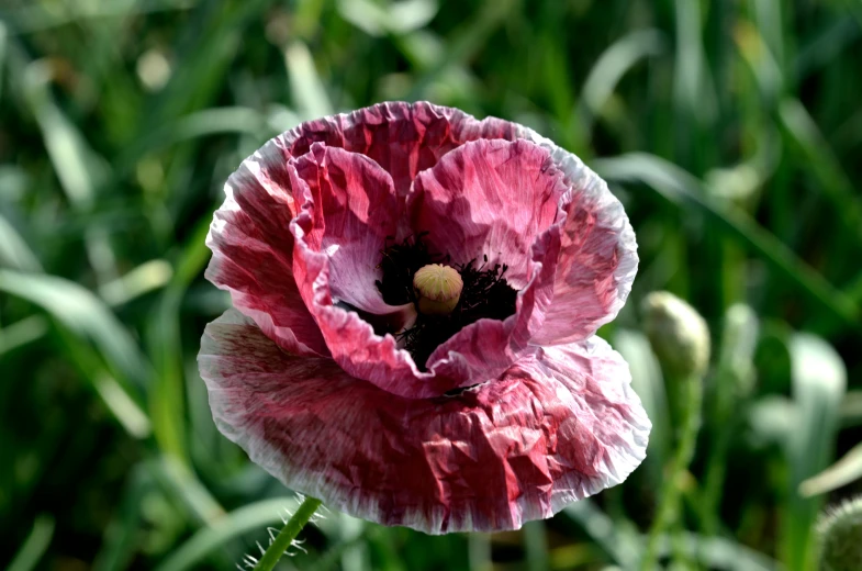 a close up of a pink flower in the grass, inspired by Edwin Deakin, wine-red and grey trim, dead but beautiful. poppies, tie-dye, award winning dark