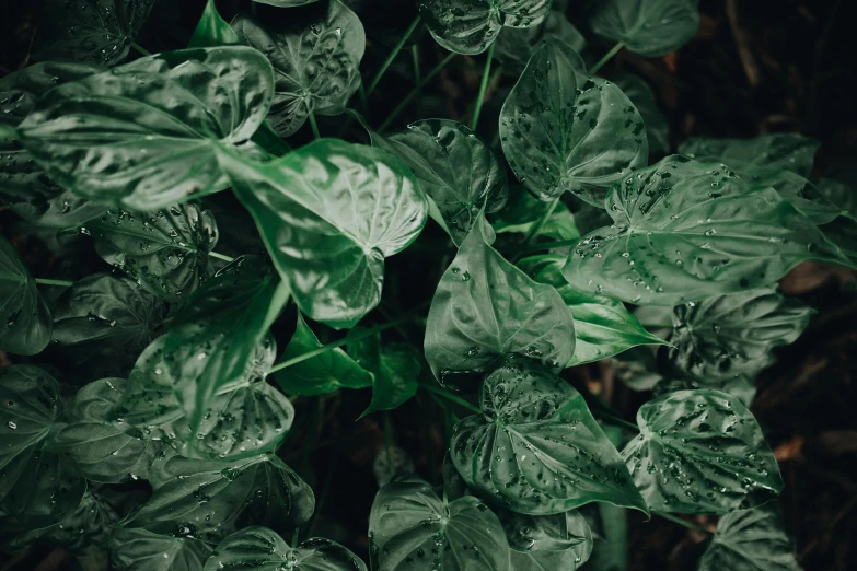 a green plant with water droplets on it, trending on pexels, australian tonalism, vines along the jungle floor, house plants, jungle camo, rows of lush crops