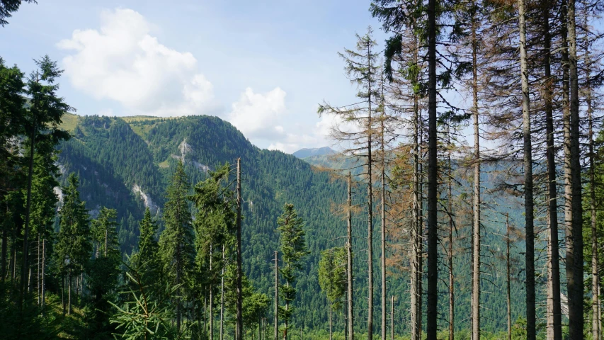 a forest filled with lots of trees next to a mountain, photo of džesika devic, destroyed mountains, hemlocks, suzanne engelberg